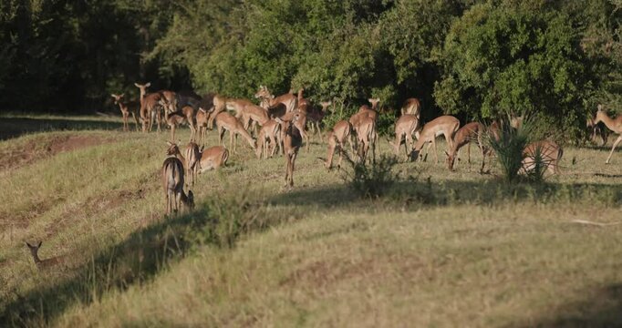Springbrok antilopes grazing in African safari savanna landscape by Victoria Falls, Zimbabwe as animals and wildlife feed on grass in Africa natural slow motion environment