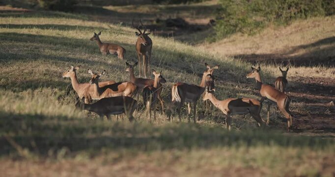 Springbrok antilopes grazing in African safari savanna landscape by Victoria Falls, Zimbabwe as animals and wildlife feed on grass in Africa natural slow motion environment
