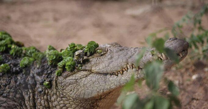 Close up of nile crocrodile crocodilian animal, predator, and reptile with sharp teeth and small evil eyes at zoo and wildlife refuge