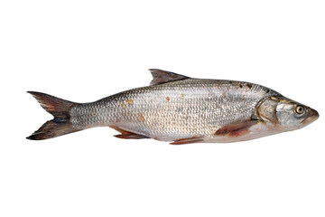 Asp on a white background. Fresh freshwater fish.