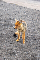 Culpeo (Lycalopex culpaeus) in the parking area of the refuge, in Cotopaxi National Park, outside of Quito, Ecuador
