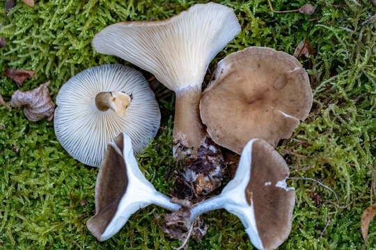 Ampulloclitocybe clavipes, commonly known as the club-foot or club-footed clitocybe, is a species of gilled mushroom