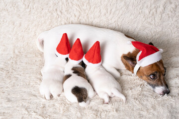 Jack Russell Terrier dog in Santa Claus hat lies with puppies on the carpet. Festive atmosphere in seven dogs.