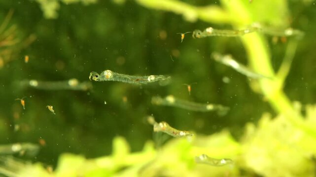 Phantom Midge larvae (Chaoborus sp.) underwater in a pond, drifting and hunting, wide view with other subjects and copepods interspersed in shot.