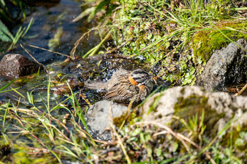 Rufous-collared sparrow (Zonotrichia capensis) bathing in a creek at a lodge on the slope of Cotopaxi Volcano, Ecuador