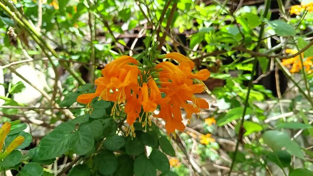 Tecomaria capensis Cape (ch&egrave;vrefeuille, Tecoma capensis), fleurs
