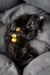 set of yellow gemstones and black cat lying on bed close up, top view. Cute cat relax in home....