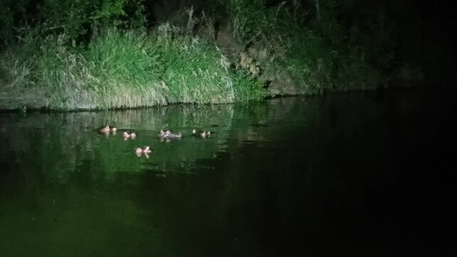 vue de nuit d'hippopotames dans l'eau d'une rivi&egrave;re du Parc National Kruger, Afrique du Sud