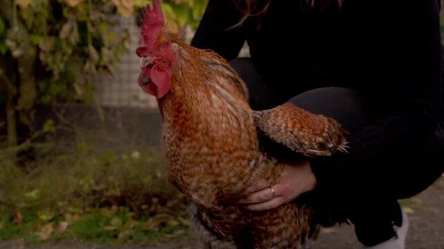 vid&eacute;o en slow motion, d'un coq se faisant caliner par une jeune dame, avec zoom tr&egrave;s fluide, plein de tendresse et de complicit&eacute;