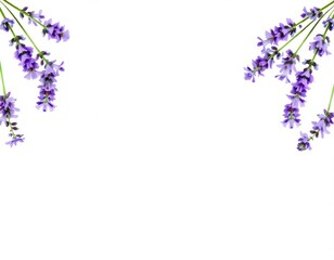 Delicate Lavender Flowers Frame Against White Background