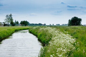Tranquil Dutch countryside scene.  Canal winds through lush green fields, dotted with wildflowers. ...