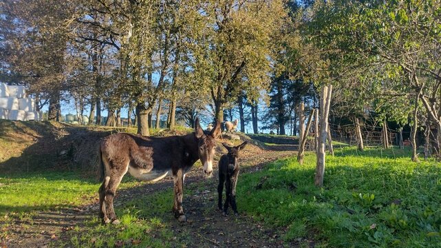 Burra con un asno reci&eacute;n nacido en Galicia