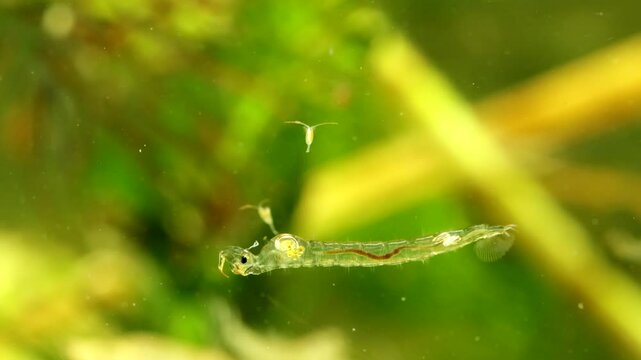 Phantom Midge larva (Chaoborus sp.) underwater in a pond, drifting backwards, down and to the right while panning with subject, macro close-up.  