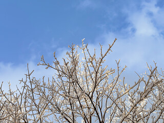 snow covered bare trees against a clear blue sky. abstract nature. abstract background. winter landscape. winter background. winter aesthetic. snowy