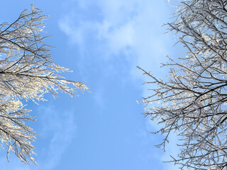 snow covered bare trees against a clear blue sky. abstract nature. abstract background. winter landscape. winter background. winter aesthetic. snowy