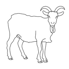 Vector linear black and white illustration of a goat