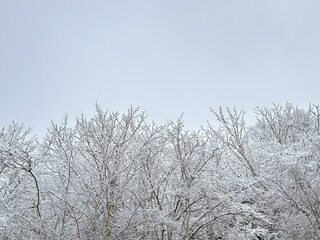 snow covered bare trees against a clear blue sky. abstract nature. abstract background. winter landscape. winter background. winter aesthetic. snowy
