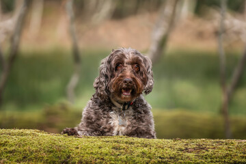 Brown cockapoo in the Windsor forest with a log and smiling