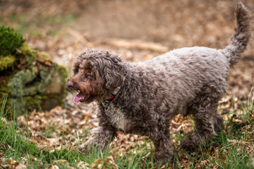 Brown cockapoo in the Windsor forest