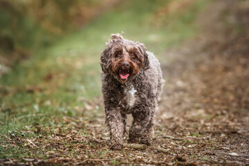Brown cockapoo in the Windsor forest