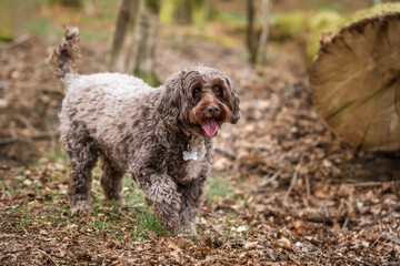 Brown cockapoo in the Windsor forest