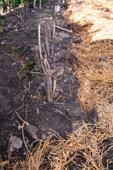 葉が枯れて茎と葉を切った菊芋と藁をまいた畑