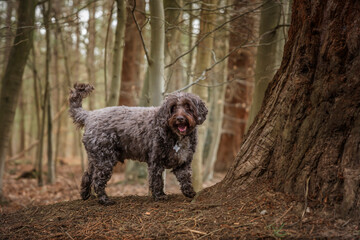 Brown cockapoo in the Windsor forest