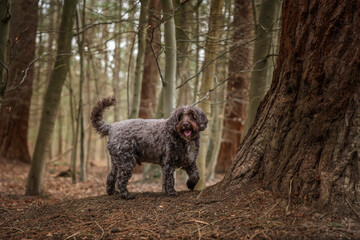 Brown cockapoo in the Windsor forest