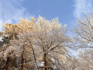 snow covered bare trees against a clear blue sky. abstract nature. abstract background. winter landscape. winter background. winter aesthetic. snowy