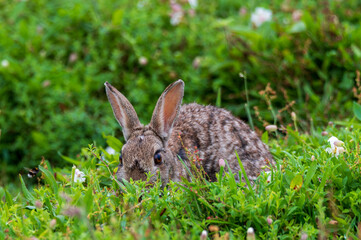 Wild rabbit hiding in grass