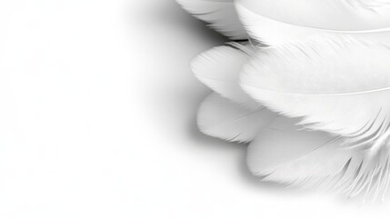 Naklejka premium A bunch of white feathers on a white background