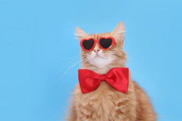 Cat in red heart-shaped glasses and bow tie, blue background, Valentine's Day theme,, love, feline,...