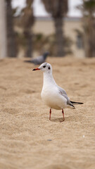 Vertical portrait of a white gull standing on sandy beach with blurred background of palm trees and urban setting