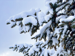 snow-covered pine tree branches. winter forest. space for text. winter background. winter aesthetic. snowy background. Christmas atmosphere
