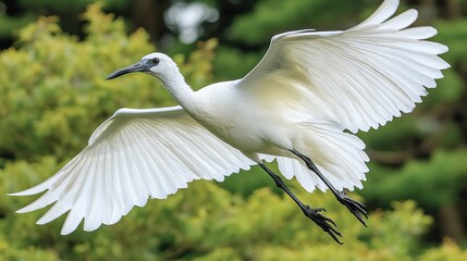 A white bird flying through the air with its wings spread
