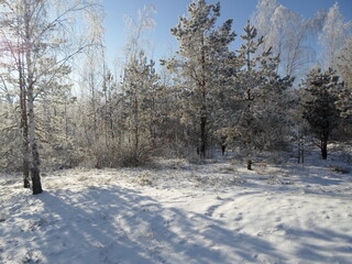 Pine trees covered with snow on a frosty morning. Beautiful winter nature. Sun snow forest landscape.