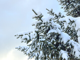 snow-covered pine tree branches. winter forest. space for text. winter background. winter aesthetic. snowy background. Christmas atmosphere