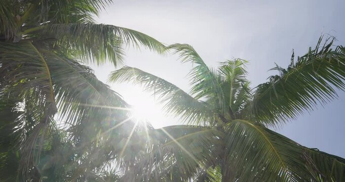 palm tree leaves grove under sun blue sky low angle shot. Coconut trees bottom view sky summer beach.
