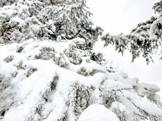 snow-covered pine tree branches. winter forest. space for text. winter background. winter aesthetic. snowy background. Christmas atmosphere