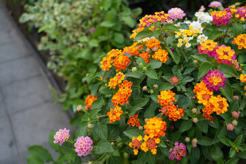 Beautiful flowers on sidewalk, colorful flower