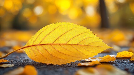Obraz premium a yellow leaf laying on the ground in the middle of a forest