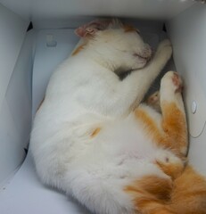 cute cat playing in box, look edorable