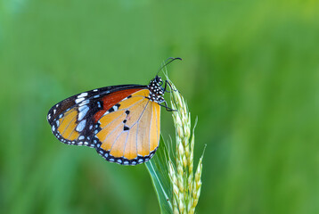 Sultan butterfly (Danaus chrysippus) flying in the Mugla region of Turkey