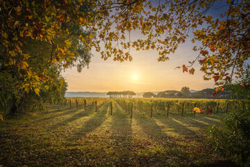 Naklejka premium Bolgheri vineyard and a pine trees at sunrise. Maremma, Tuscany, Italy