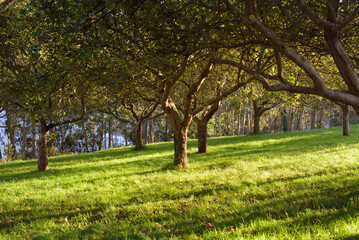 Fototapeta premium Manzanos en huerta al atardecer