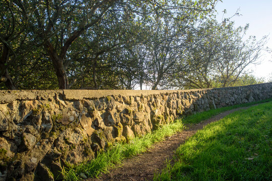 Muro de piedra en huerta de manzano