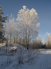 Pine trees covered with snow on a frosty morning. Beautiful winter nature. Sun snow forest landscape.