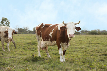 Beautiful cows grazing on green grass outdoors