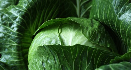 Obraz premium Whole ripe head of cabbage as background, closeup