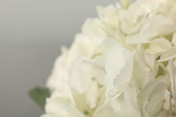 Obraz premium Beautiful white hydrangea flower on light background, closeup. Space for text